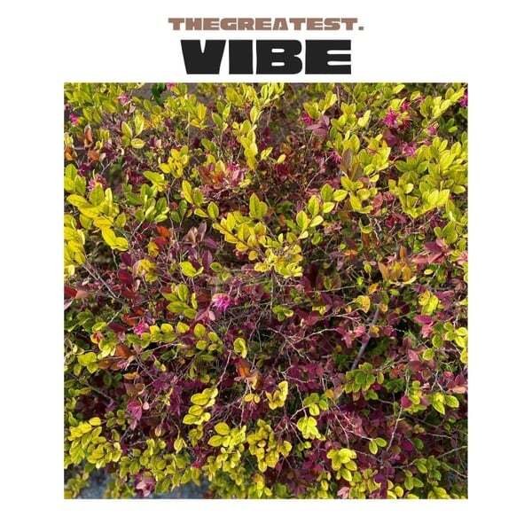 Cover art for Vibe